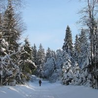 В зимнем лесу :: Людмила Смородинская