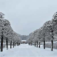 СНЕЖНАЯ ЛИПОВАЯ АЛЛЕЯ :: Валентина 