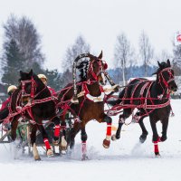 Зима тройка лошадей 2022 г. :: Олег Чернышев