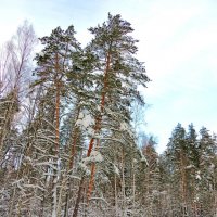 Зимой у лесного пруда :: Андрей Снегерёв