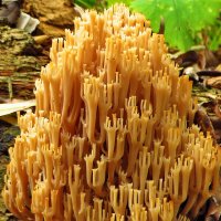 Съедобный гриб.     .Клавикорона крыночковидная (Artomyces pyxidatus) :: Ivan Vodonos