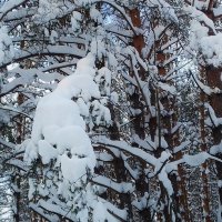 прикрыл своих детишек :: Владимир 