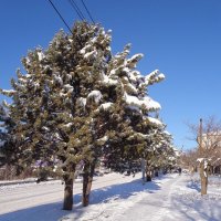 Красивые ёлочки декабрьским деньком :: Александр Рыжов