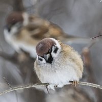 В очереди на кормушку :: Анна Иларионова