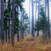 туман в лесу :: Владимир Зеленцов