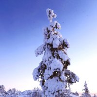 На севере диком стоит одиноко...(М.Ю. Лермонтов) :: ГЕНРИХ 