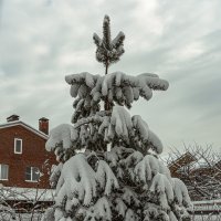 Мороз снежком укутывал - смотри, не замерзай! :: Юрий ЛМ