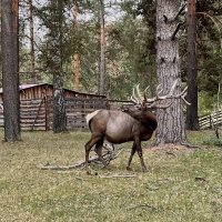 Красавец Марал в Башкирском заповедике :: Людмила Белякова