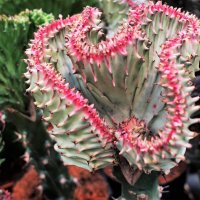 Почти сердце привитого кактуса-молочая Эуфорбия Кристата :: Aida10 