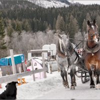 санки, снег и лошади :: Jiří Valiska