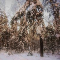 В зимнем лесу... :: leff Postnov