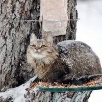 Зимняя кошка. Потому и ушки Мёрзнут на макушке! Но зато есть шубка, Лапочки без звука... :: Восковых Анна Васильевна 