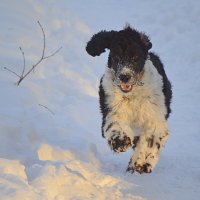 Знакомьтесь - Маруся! :: Татьяна Лютаева