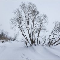 Волга :: vedin 