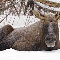 Заметает зима заметает :: Лина 