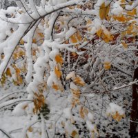 Был снег... :: Наталья 