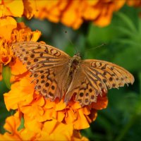 Сентябрьская бабочка :: lady v.ekaterina