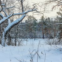 В заснеженном лесу :: Юрий Стародубцев