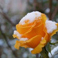 Белым покрывалом снег укутал розы.... :: Надежда Куркина