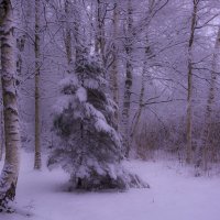 Очарование зимы :: liudmila drake