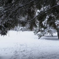 Заглянул из-под еловой лапы. :: Милешкин Владимир Алексеевич 