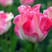 Тюльпаны в Кропивницком дендропарке :: Татьяна Ларионова