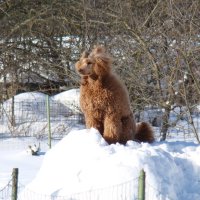собака на снегу :: linnud 