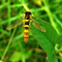 Журчалка Sphaerophoria scripta (male). Шароноска украшенная. :: Ivan Vodonos