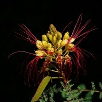 Цезальпиния Джиллиса Caesalpinia gilliesii :: wea *