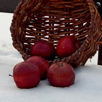 Яблоки на снегу! :: Дмитрий (Горыныч) Симагин