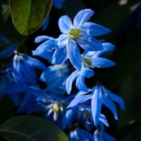 Синие цветочки :: lady v.ekaterina