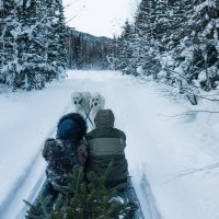 Предновогодняя прогулка с собаками по таёжноё дороге. :: юрий Амосов