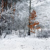 Первый снег! :: Игорь Суглоб