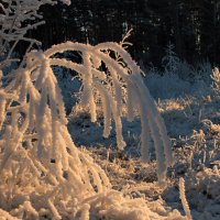 Из снега полотно ткала,из инея вязала.... :: Татьян@ Ивановна