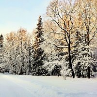 В парке выпал снег, много снега - 2 :: Сергей 