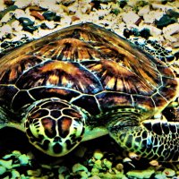 Морская черепаха :: Владимир Манкер