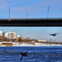 Летят перелетные птицы в январской  дали голубой... :: Анатолий Колосов