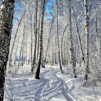 В морозном лесу :: Mikhail Irtyshskiy