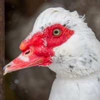 Селезень :: Вадим Мелихов