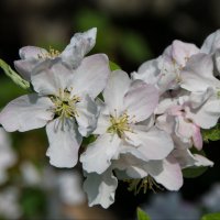 Цветы яблони :: lady v.ekaterina
