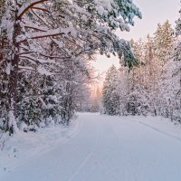 Ухта. Таёжные лыжные тропы-лабиринты неподалёку от лыжной базы. Республика Коми :: Николай Зиновьев