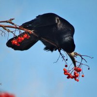 Рябину любят все! :: Восковых Анна Васильевна 