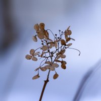 hydrangea :: Zinovi Seniak