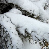 Снежные лапы :: Юлия Денискина