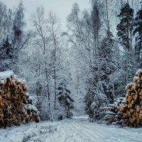 зима в лесу :: Виктор Изотов