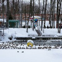 Утки на зимовке в городе. :: Милешкин Владимир Алексеевич 