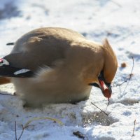 Кто то теряет, а кто то находит. :: Виктор Иванович Чернюк