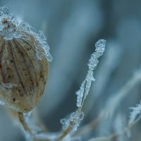 Изморозь :: Андрей Пристяжнюк