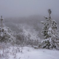 Туманная зима :: Наталья Димова