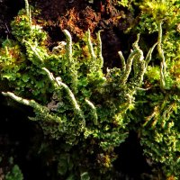 Кладония шишконосная - Cladonia coniocraea.. :: Ivan Vodonos